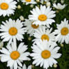 s_ligenza